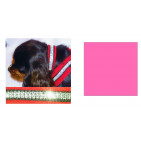 13SFC01PINKSS